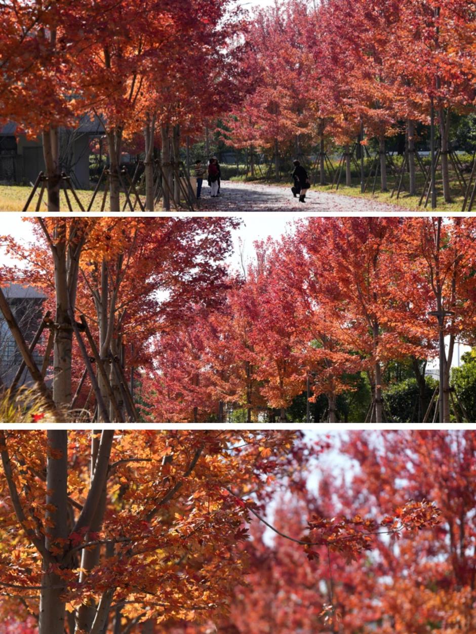 絕美秋色,藏在蘇州河邊免費小公園裡