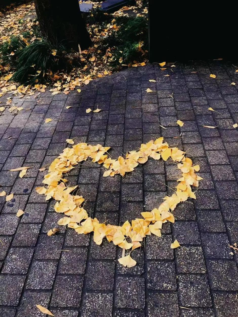 黄了!这条马路打卡银杏正当时