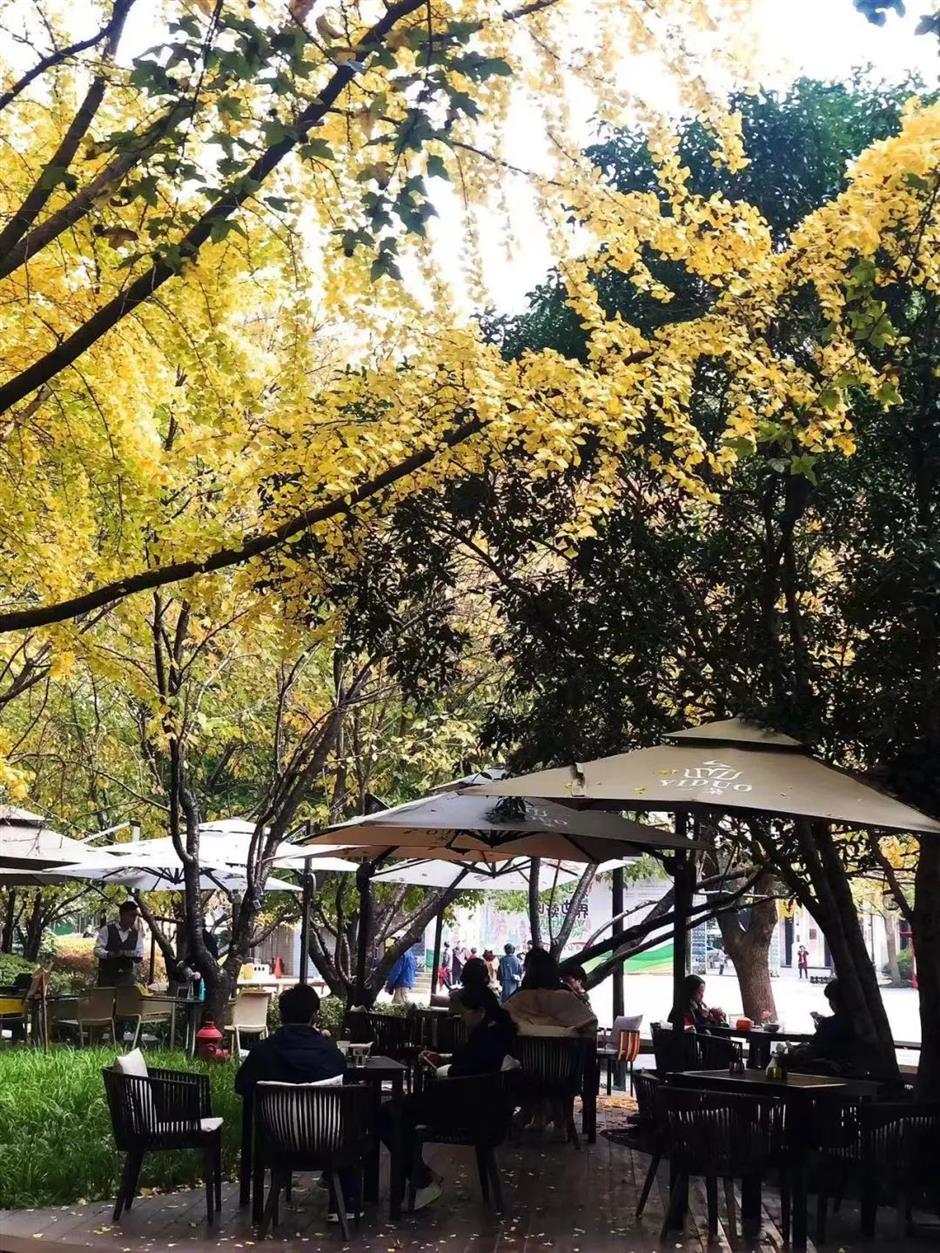 黄了!这条马路打卡银杏正当时