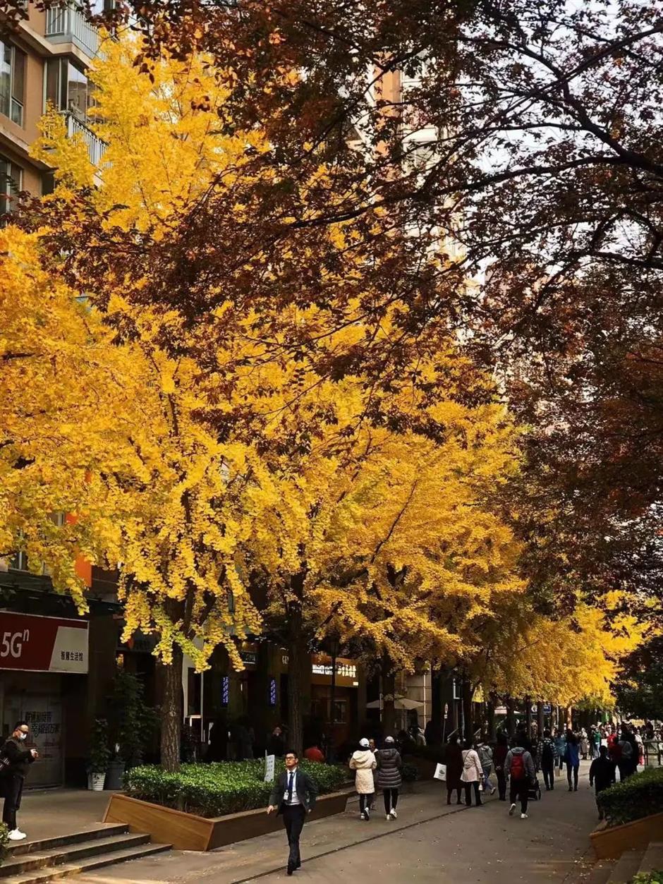 黄了!这条马路打卡银杏正当时
