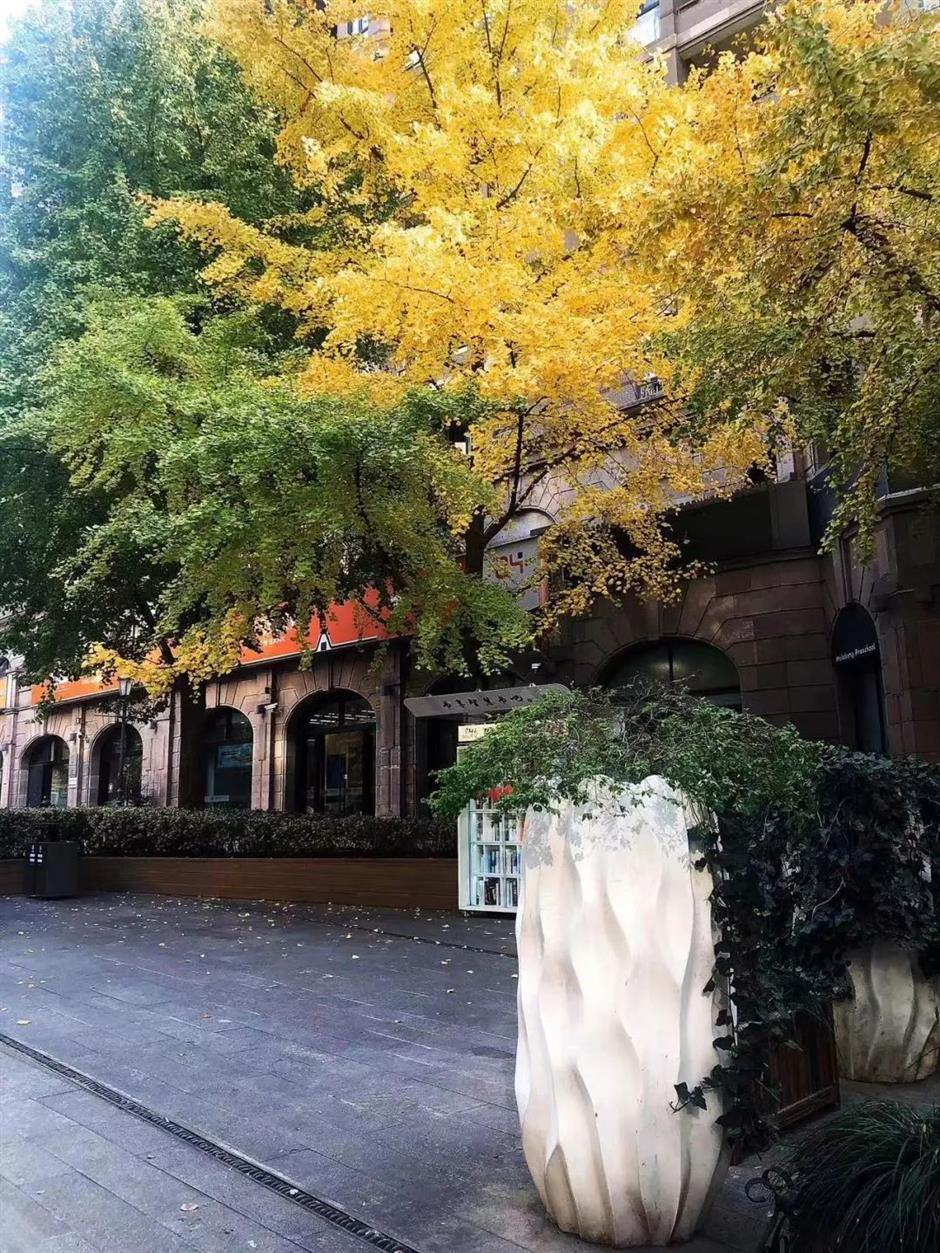 黄了!这条马路打卡银杏正当时