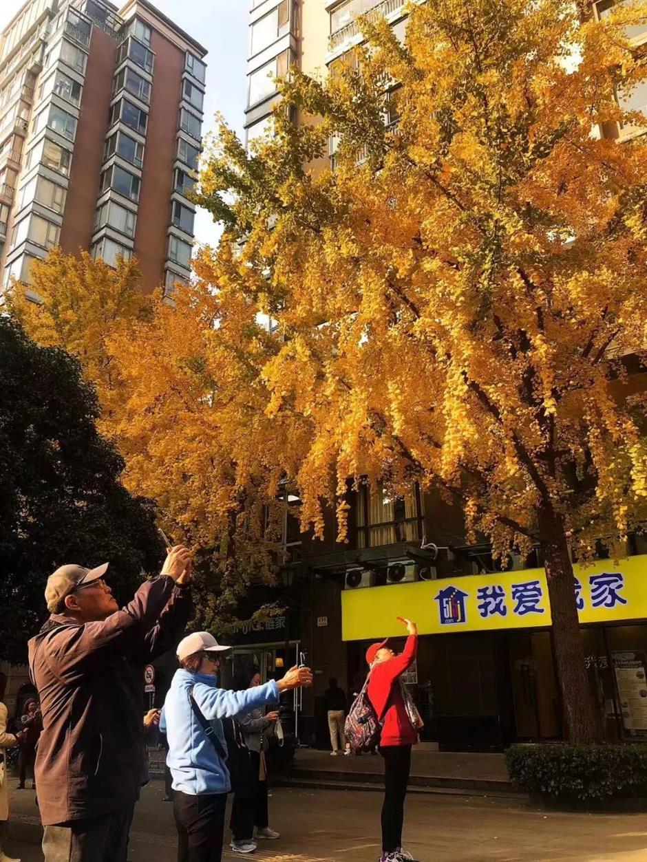 黄了!这条马路打卡银杏正当时