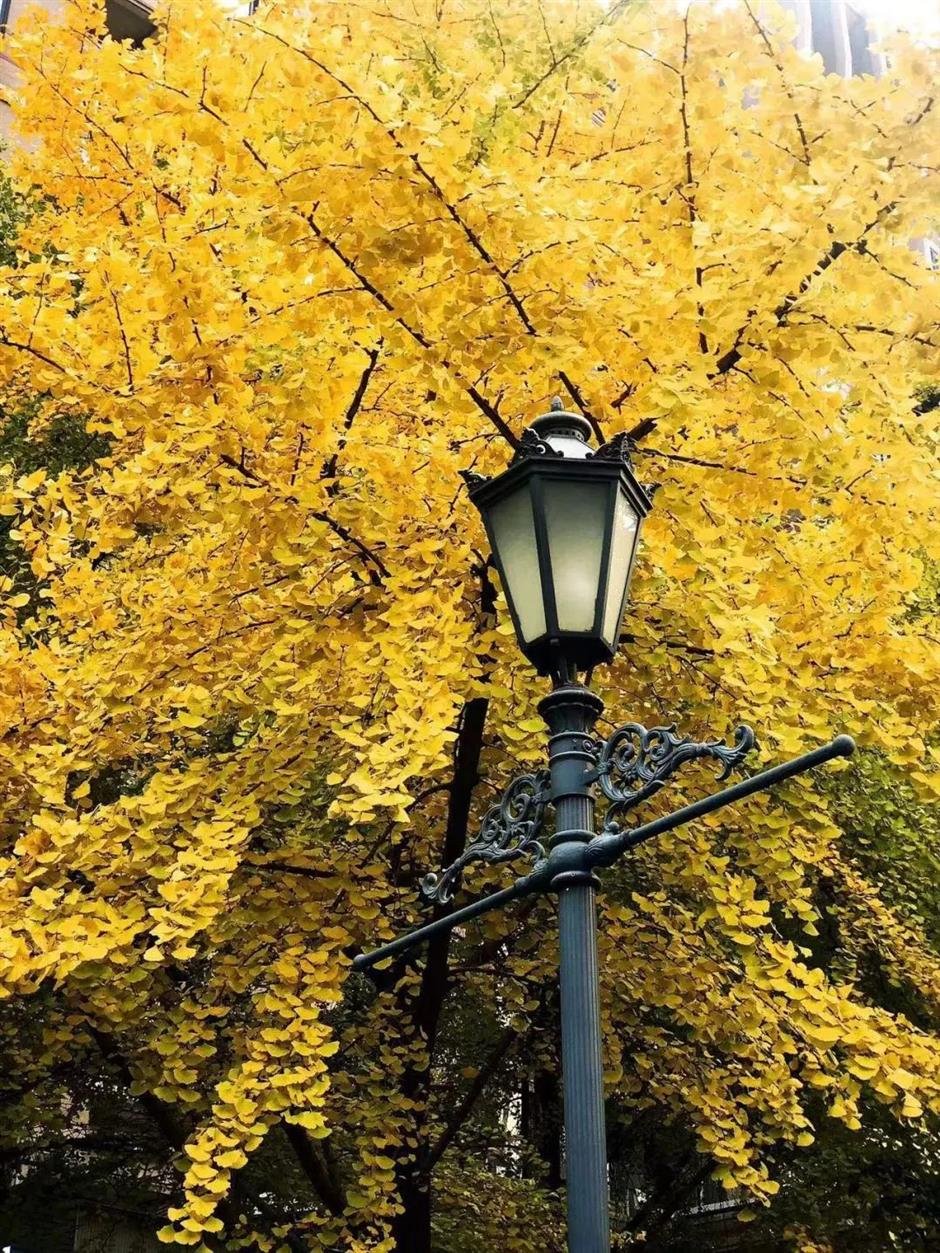 黄了!这条马路打卡银杏正当时