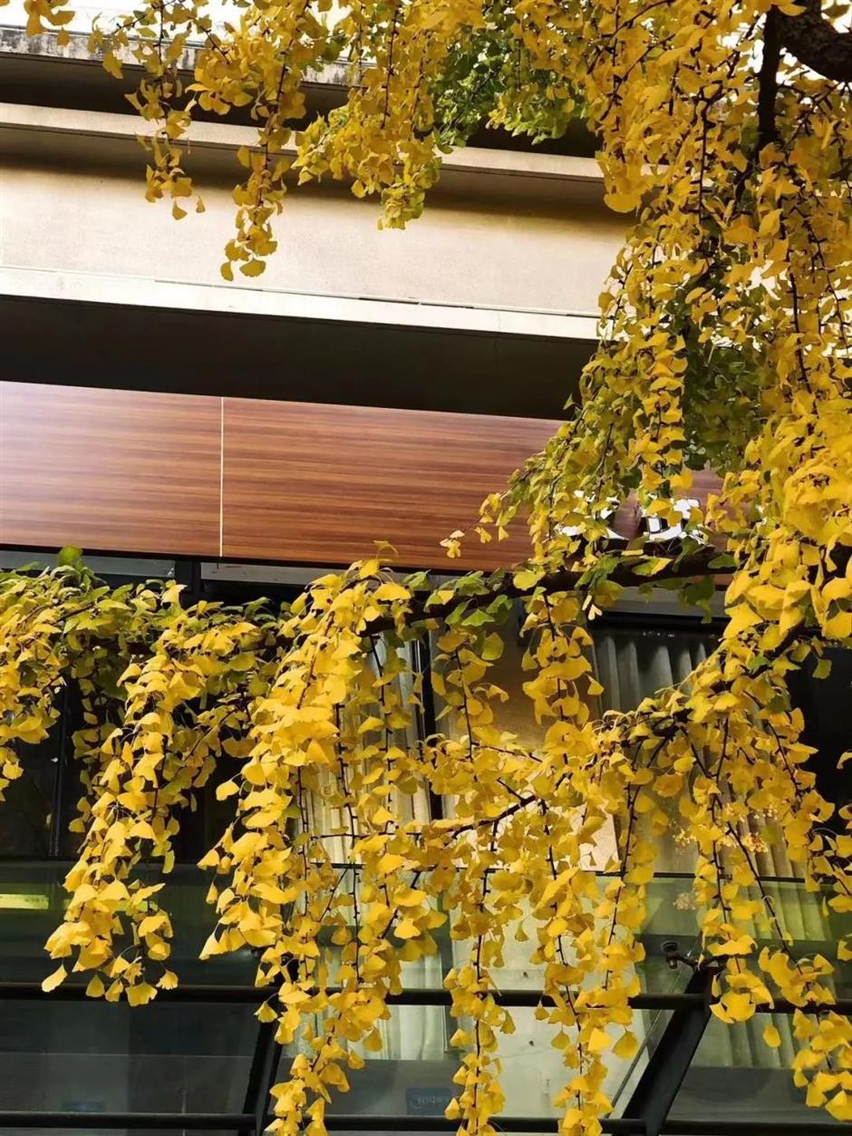 黄了!这条马路打卡银杏正当时