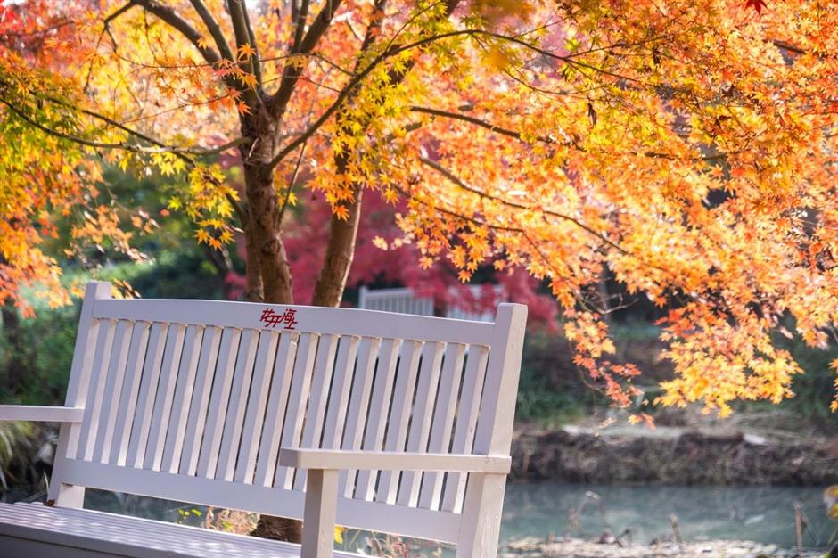 入眼成画!这些地方藏着沪郊的醉美初冬