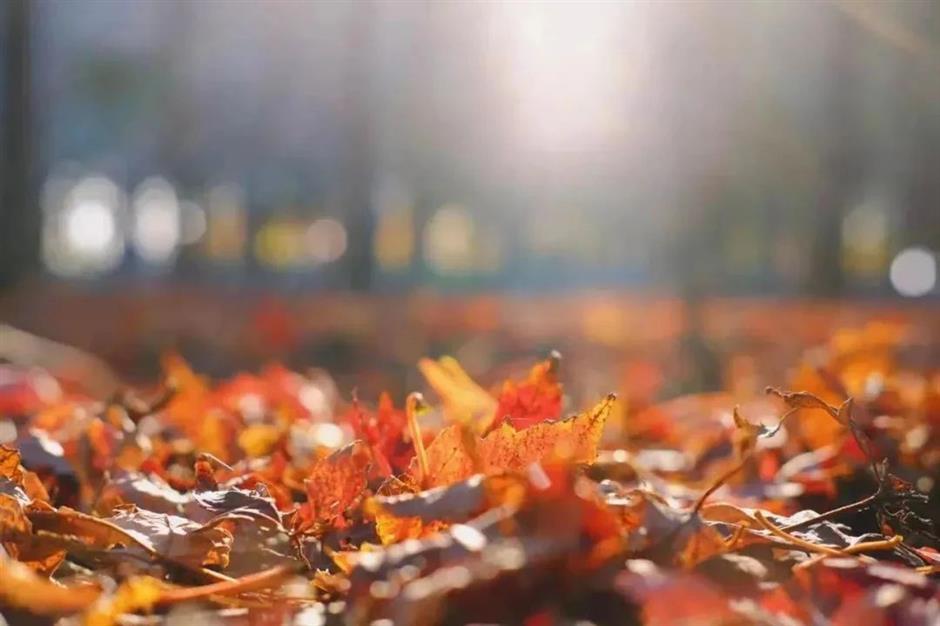 入眼成画!这些地方藏着沪郊的醉美初冬