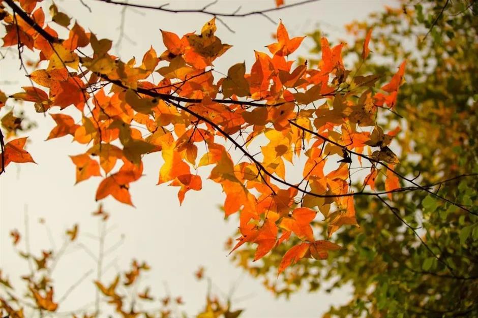 入眼成画!这些地方藏着沪郊的醉美初冬