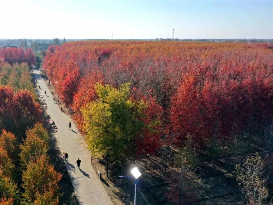 入眼成画!这些地方藏着沪郊的醉美初冬