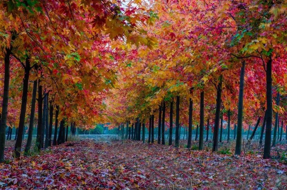 入眼成画!这些地方藏着沪郊的醉美初冬