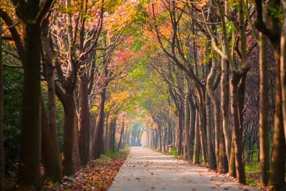 入眼成画!这些地方藏着沪郊的醉美初冬