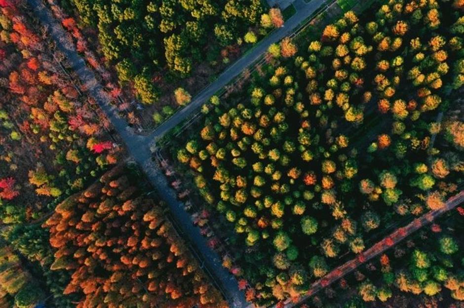 入眼成画!这些地方藏着沪郊的醉美初冬