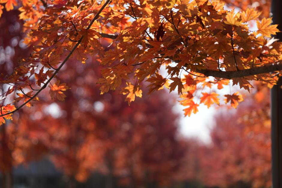 誤入歐洲城堡?其實是上海這座公園!而且免費~