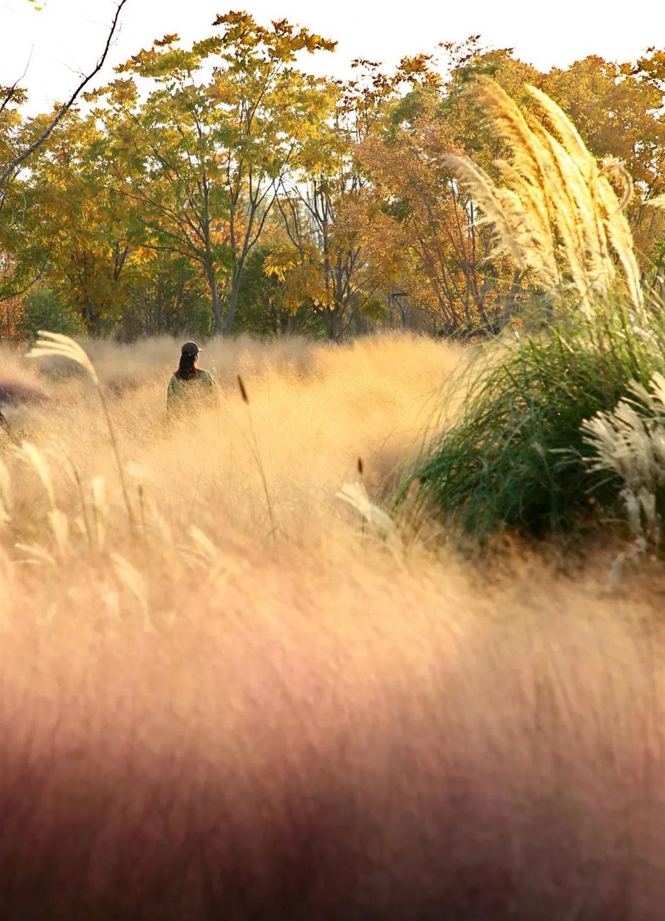 誤入歐洲城堡?其實是上海這座公園!而且免費~