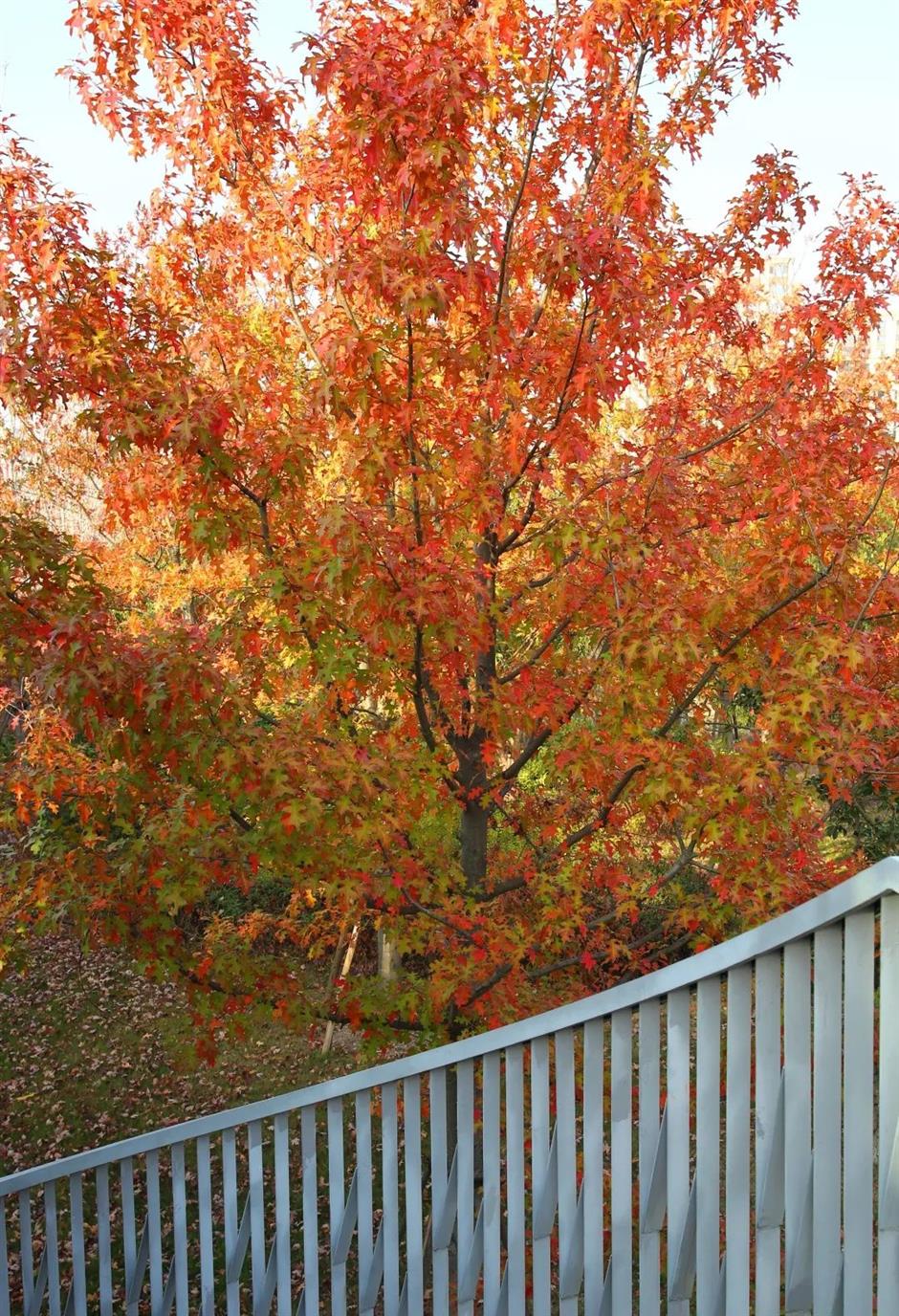 誤入歐洲城堡?其實是上海這座公園!而且免費~