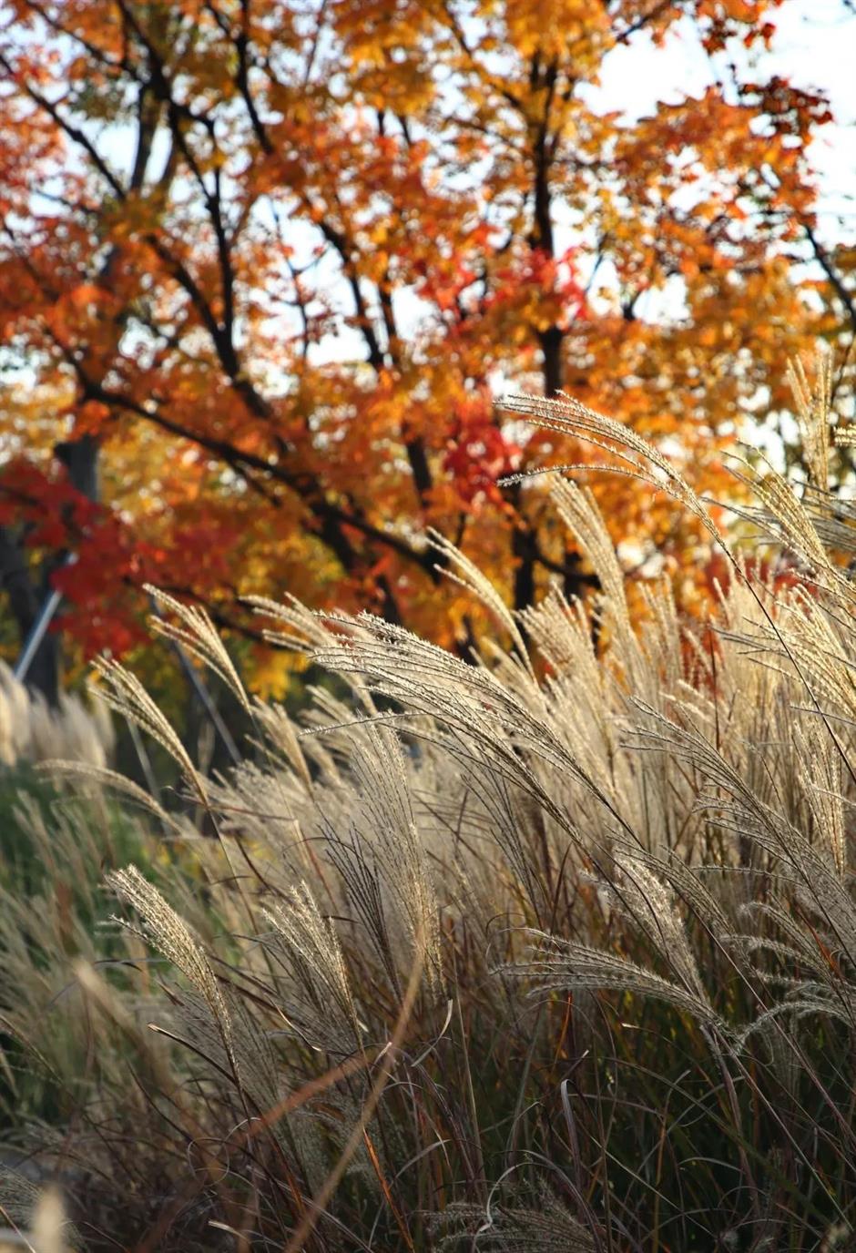 誤入歐洲城堡?其實是上海這座公園!而且免費~