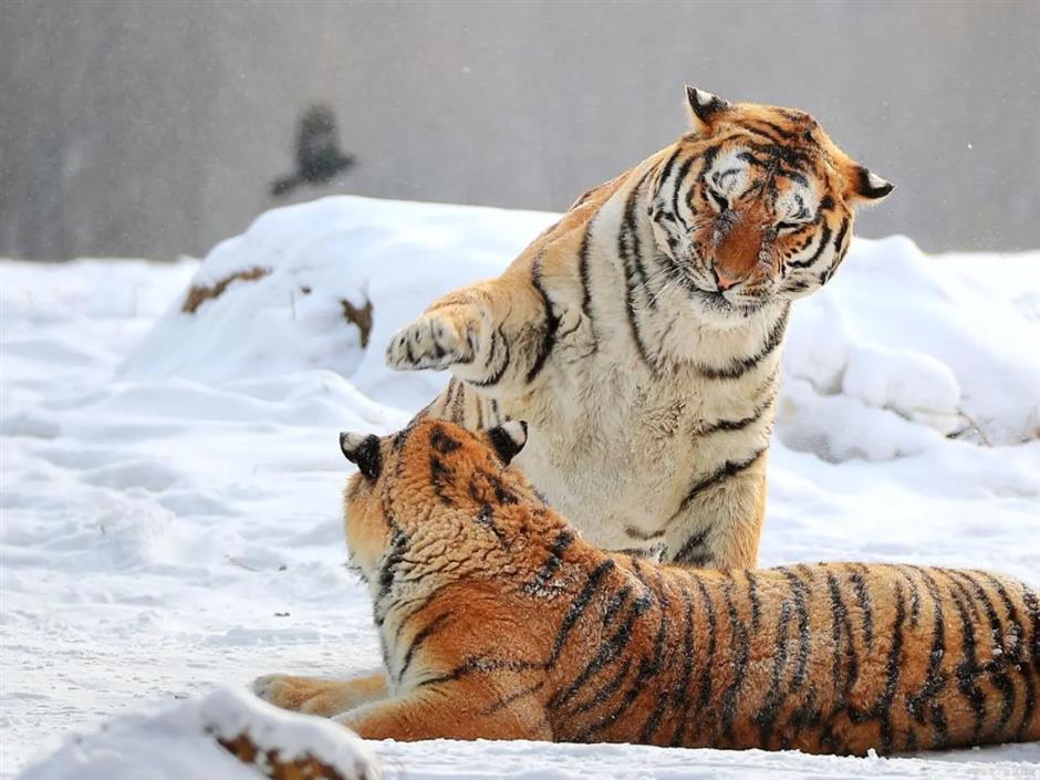 节气之美 | 夜深知雪重,时闻折竹声