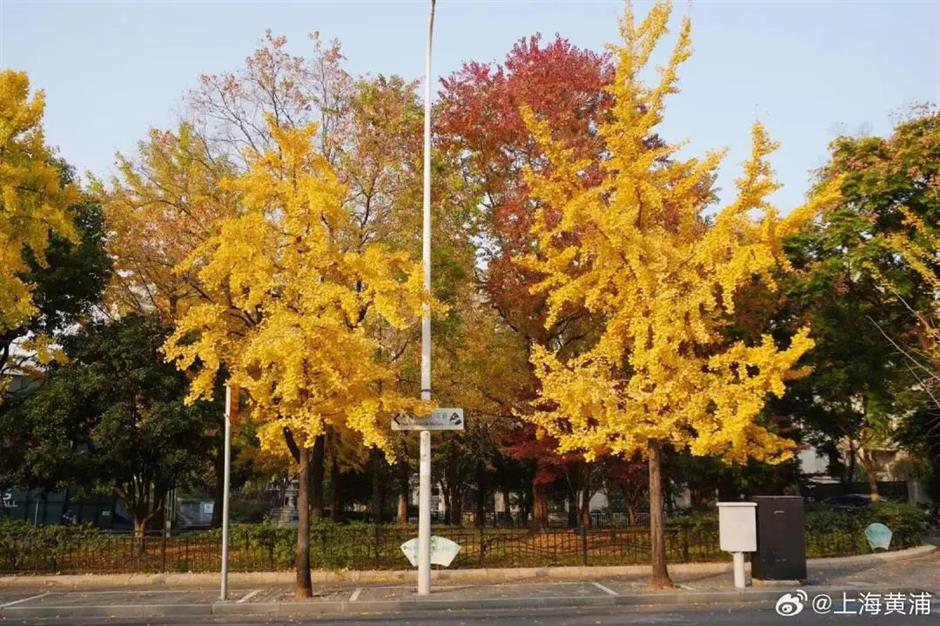 免费秋色,快来打卡