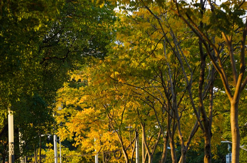 免费秋色,快来打卡