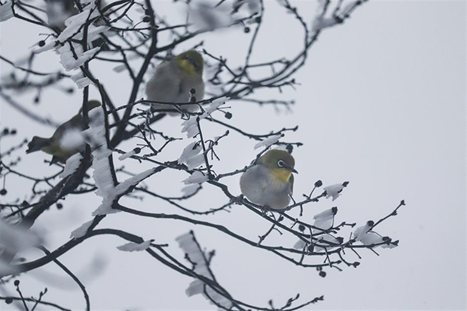 节气之美 | 夜深知雪重,时闻折竹声