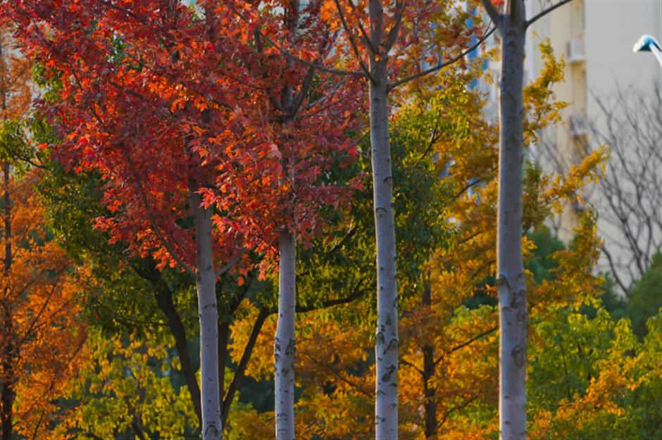 免费秋色,快来打卡