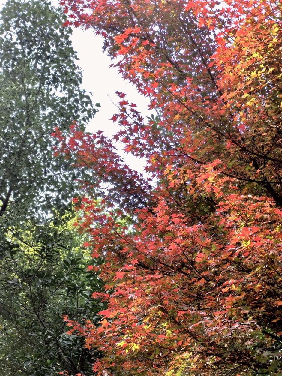 免费秋色,快来打卡