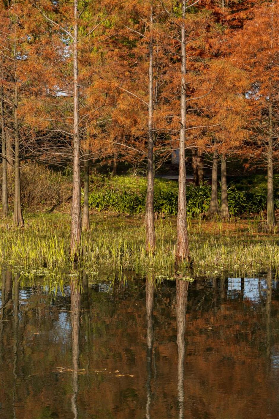 沪郊的七彩美景美如画,打卡去