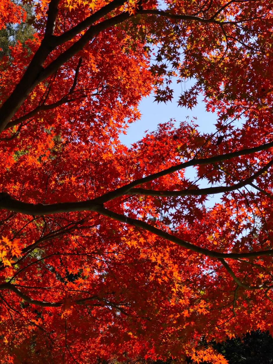 沪郊的七彩美景美如画,打卡去