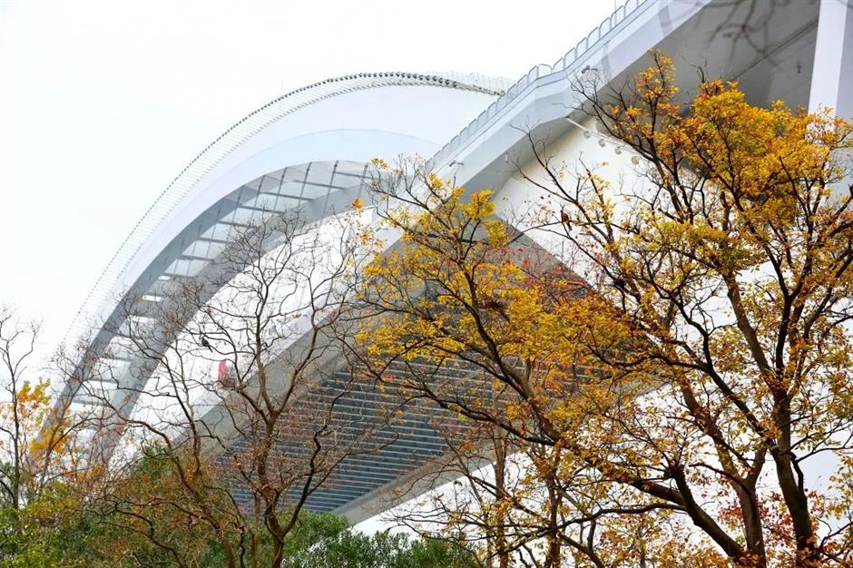 別錯過這份初冬美景！上海這座免費公園化身金色世界了→