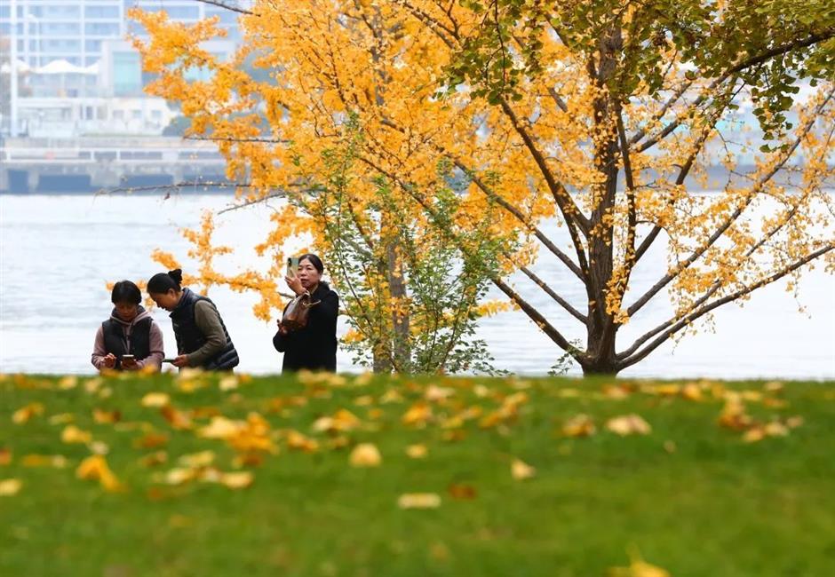 別錯過這份初冬美景！上海這座免費公園化身金色世界了→
