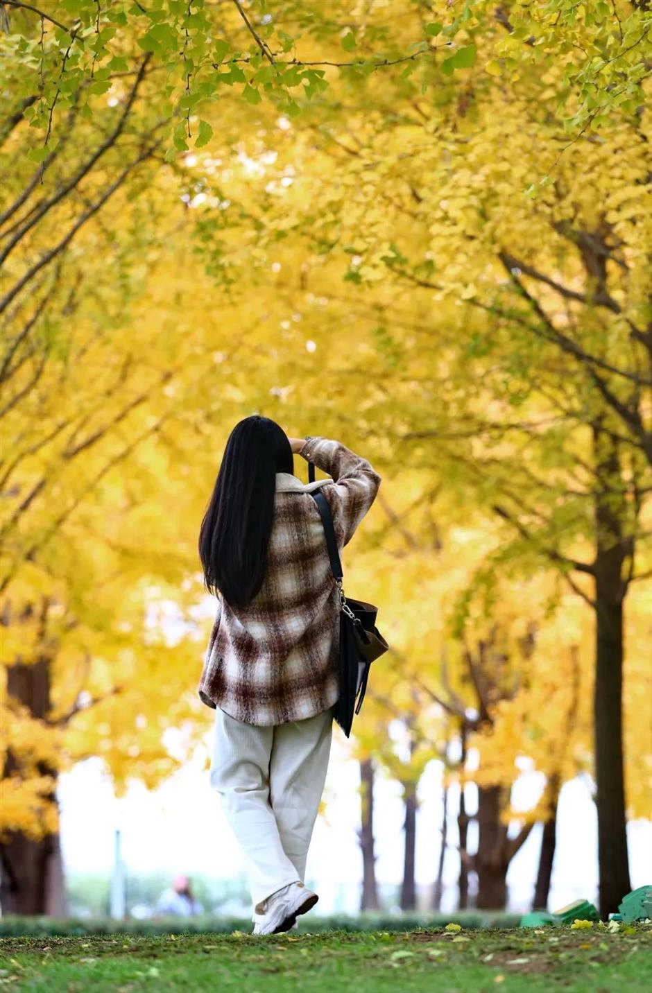 別錯過這份初冬美景！上海這座免費公園化身金色世界了→