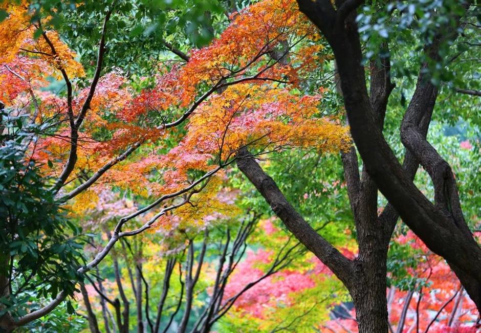 別錯過這份初冬美景！上海這座免費公園化身金色世界了→