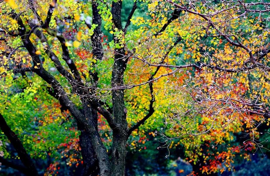 別錯過這份初冬美景！上海這座免費公園化身金色世界了→
