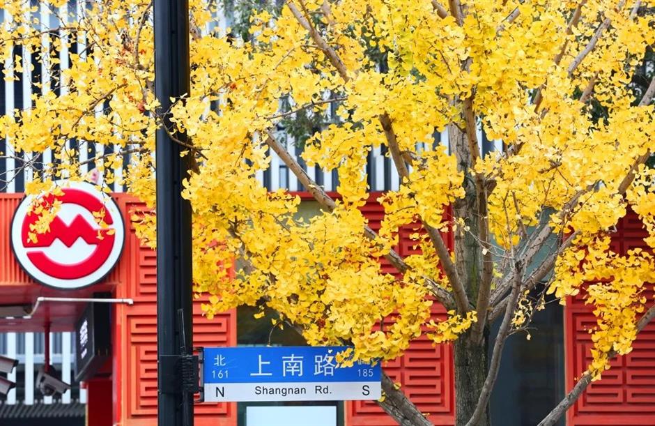 別錯過這份初冬美景！上海這座免費公園化身金色世界了→