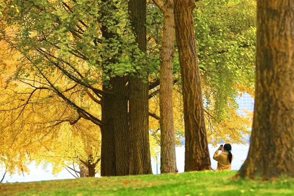 別錯過這份初冬美景！上海這座免費公園化身金色世界了→