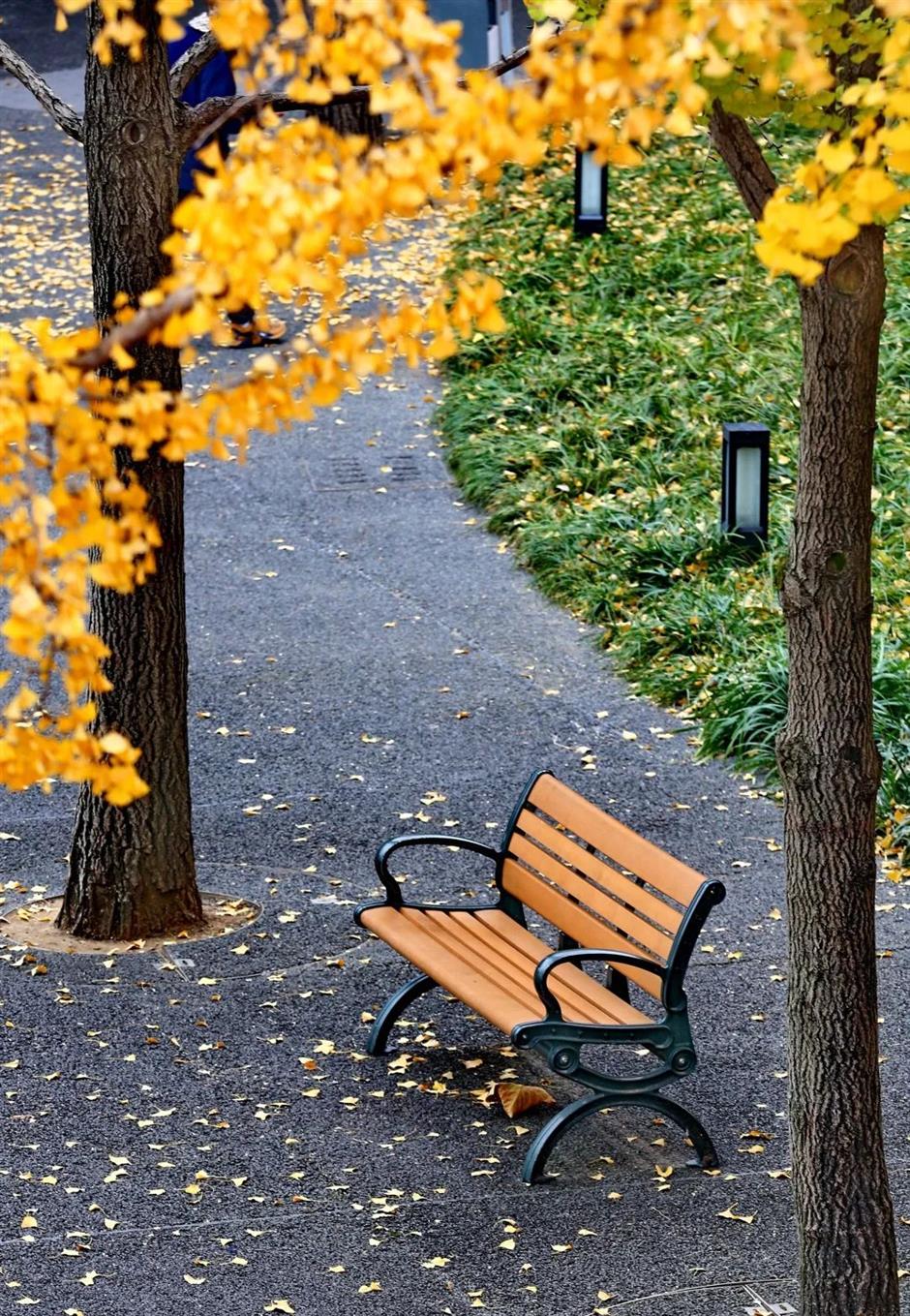 別錯過這份初冬美景！上海這座免費公園化身金色世界了→