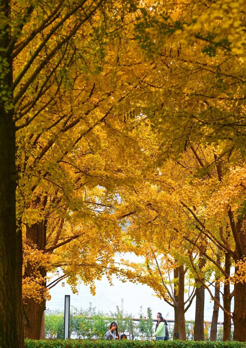 別錯過這份初冬美景！上海這座免費公園化身金色世界了→