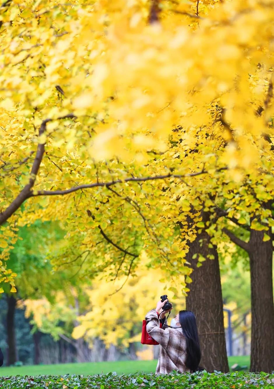 別錯過這份初冬美景！上海這座免費公園化身金色世界了→
