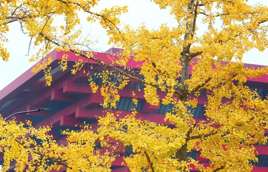 別錯過這份初冬美景！上海這座免費公園化身金色世界了→