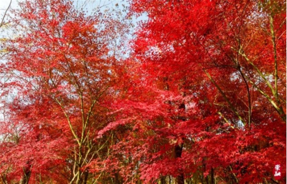 限定美景!看森林公园的初冬画卷