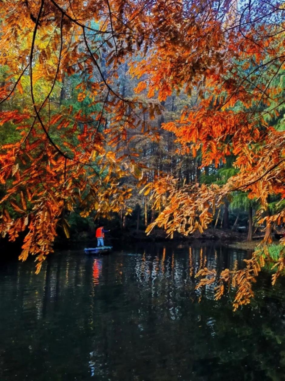 限定美景!看森林公园的初冬画卷