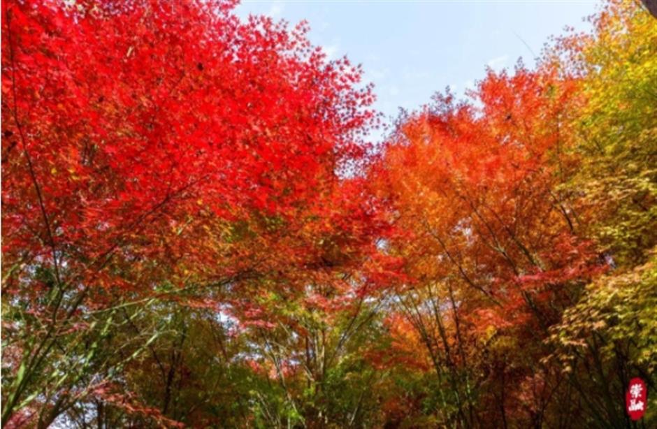 限定美景!看森林公园的初冬画卷