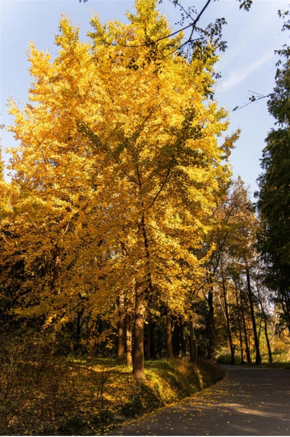 限定美景!看森林公园的初冬画卷