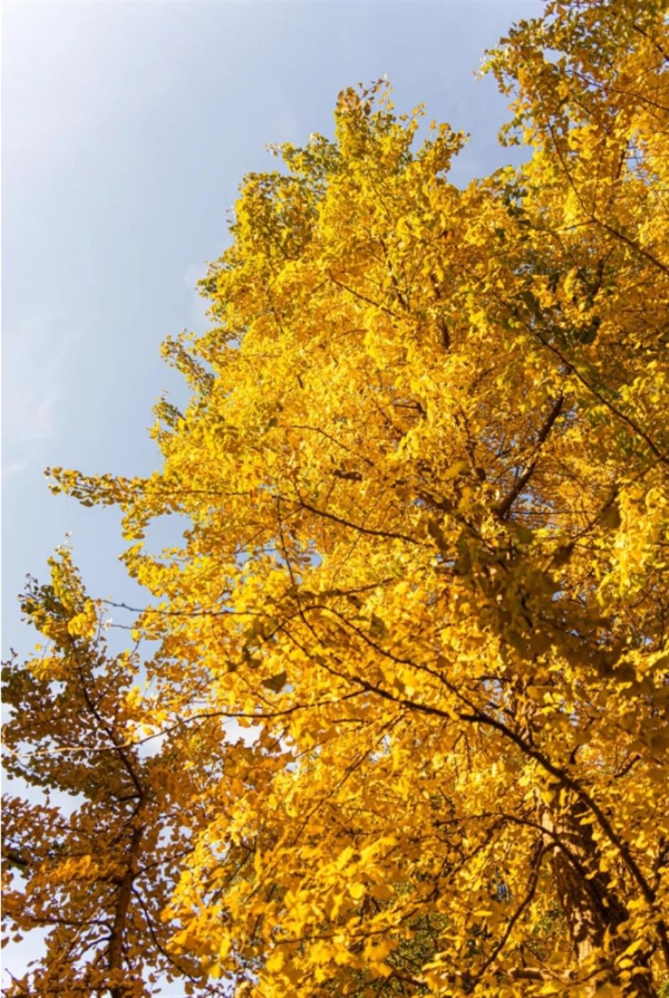 限定美景!看森林公园的初冬画卷