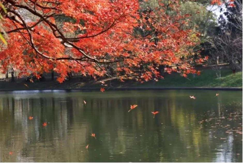 限定美景!看森林公园的初冬画卷