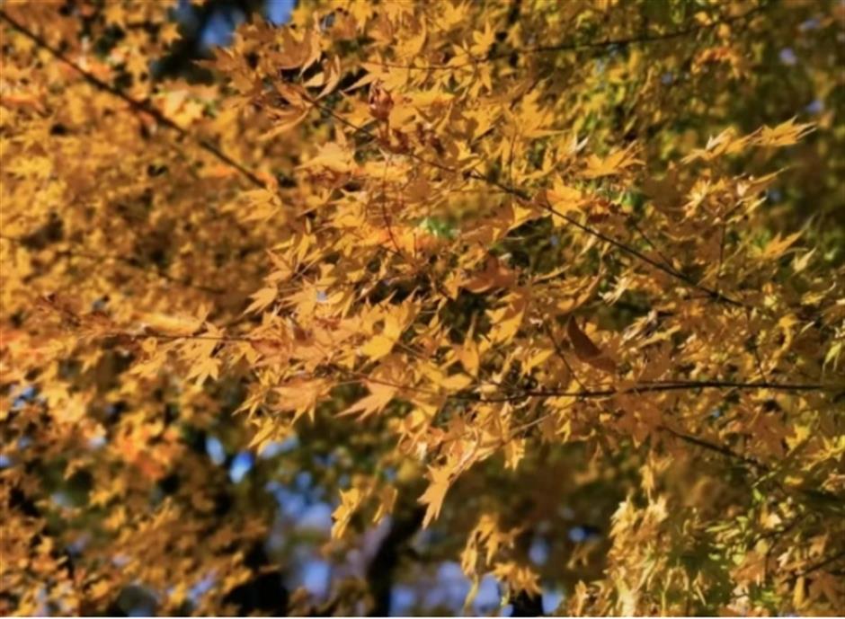 限定美景!看森林公园的初冬画卷