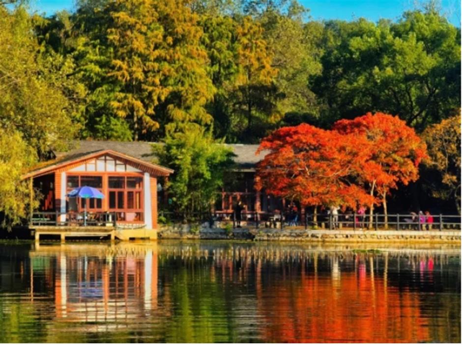 限定美景!看森林公园的初冬画卷