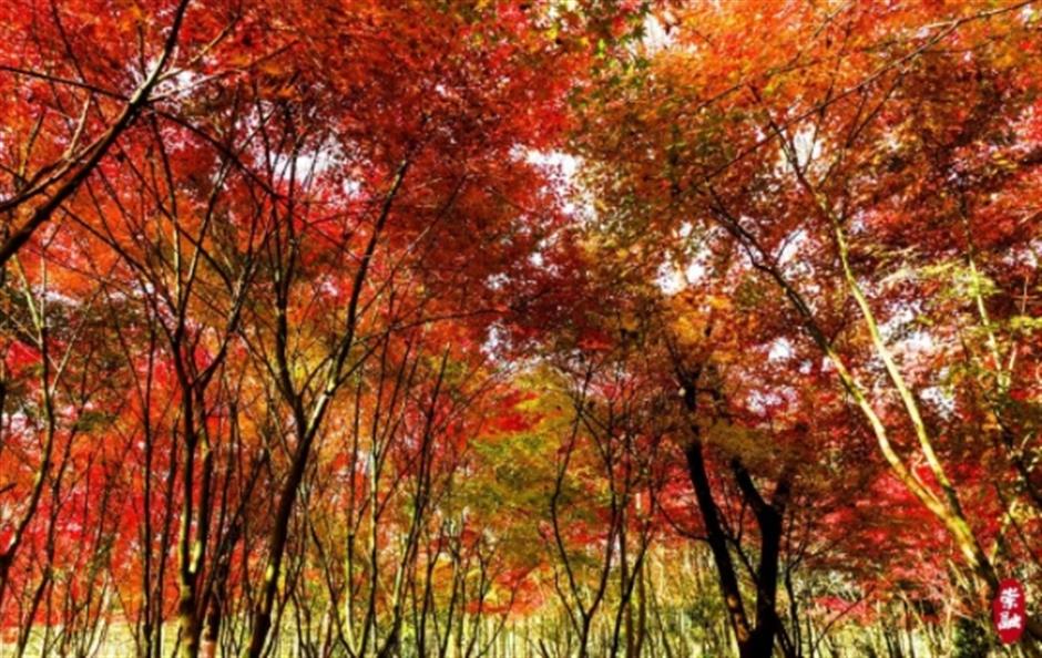 限定美景!看森林公园的初冬画卷