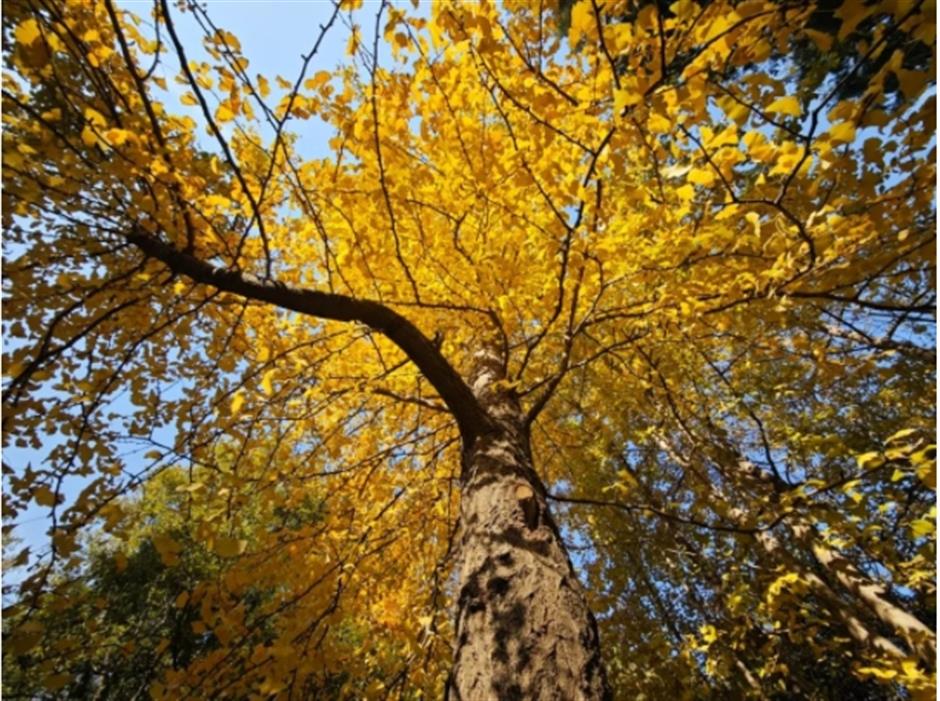 限定美景!看森林公园的初冬画卷