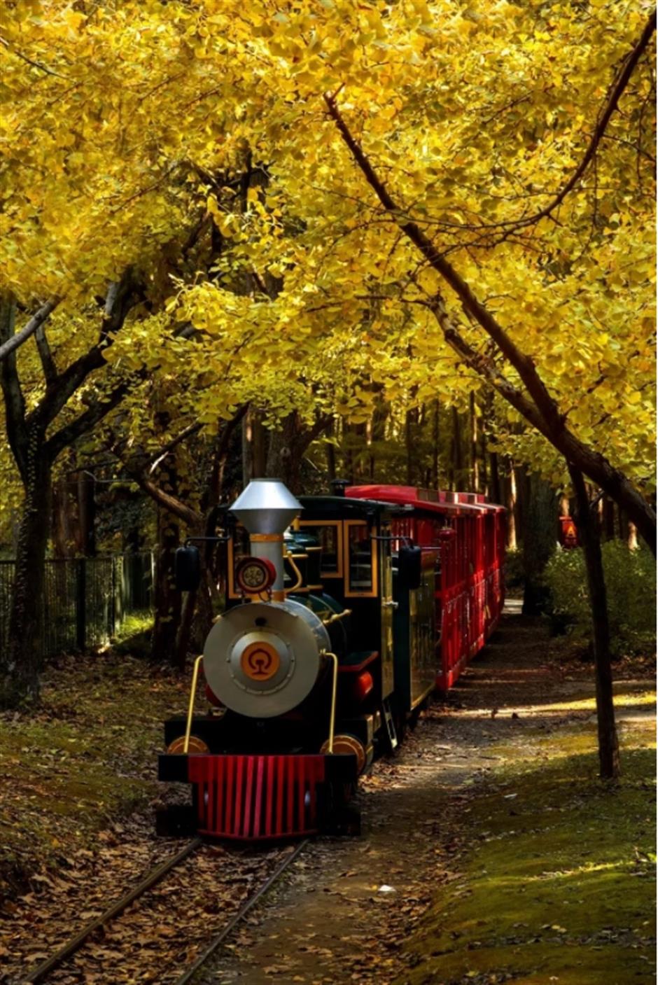 限定美景!看森林公园的初冬画卷