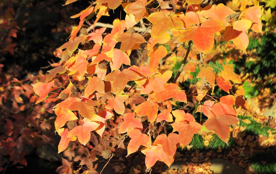 秋冬限定Park Walk!与惊艳不期而遇